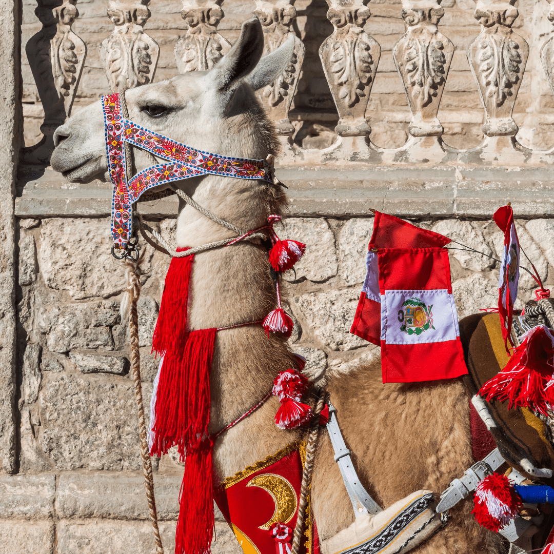 Cusco cultura viva